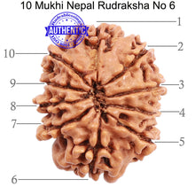 Load image into Gallery viewer, 10 Mukhi Nepalese Rudraksha - Bead No 6