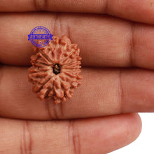 Load image into Gallery viewer, 10 Mukhi Nepalese Rudraksha - Bead No 9