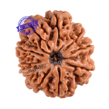 Load image into Gallery viewer, 10 Mukhi Nepalese Rudraksha - Bead No. 128