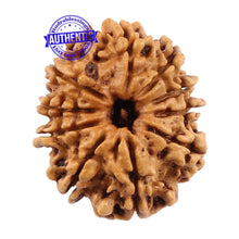 Load image into Gallery viewer, 10 Mukhi Nepalese Rudraksha - Bead No 188