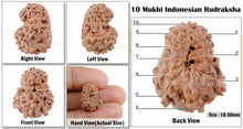 Load image into Gallery viewer, 10 Mukhi Rudraksha from Indonesia - Bead No. 27