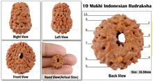 Load image into Gallery viewer, 10 Mukhi Rudraksha from Indonesia - Bead No.29