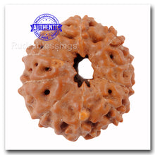 Load image into Gallery viewer, 10 Mukhi Rudraksha from Indonesia - Bead No.29