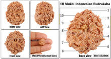 Load image into Gallery viewer, 10 Mukhi Rudraksha from Indonesia - Bead No. 35