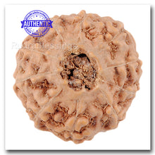 Load image into Gallery viewer, 10 Mukhi Rudraksha from Indonesia - Bead No. 46
