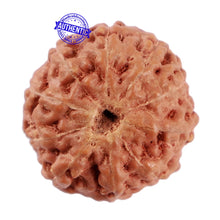 Load image into Gallery viewer, 10 Mukhi Rudraksha from Indonesia - Bead No. 60