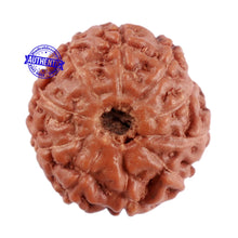 Load image into Gallery viewer, 10 Mukhi Rudraksha from Indonesia - Bead No. 76