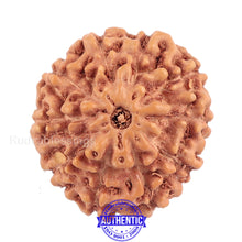 Load image into Gallery viewer, 10 Mukhi Rudraksha from Indonesia - Bead No. 134 (Gold Plated Bracket)
