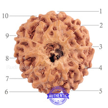 Load image into Gallery viewer, 10 Mukhi Rudraksha from Indonesia - Bead No. 134 (Gold Plated Bracket)