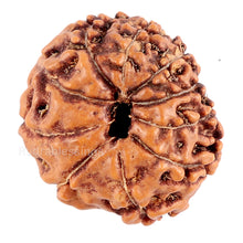 Load image into Gallery viewer, 10 Mukhi Rudraksha from Indonesia - Bead No. 83