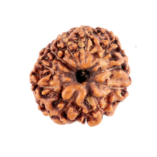 Load image into Gallery viewer, 10 Mukhi Rudraksha from Indonesia - Bead No. 83