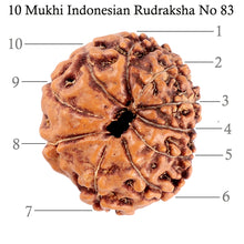 Load image into Gallery viewer, 10 Mukhi Rudraksha from Indonesia - Bead No. 83
