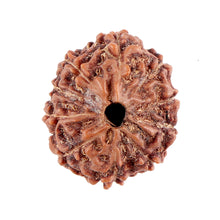 Load image into Gallery viewer, 10 Mukhi Rudraksha from Indonesia - Bead No. 84