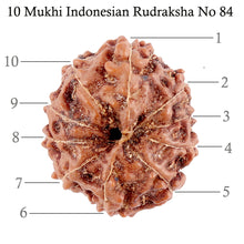 Load image into Gallery viewer, 10 Mukhi Rudraksha from Indonesia - Bead No. 84