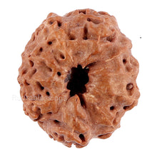 Load image into Gallery viewer, 10 Mukhi Rudraksha from Indonesia - Bead No. 85