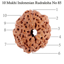 Load image into Gallery viewer, 10 Mukhi Rudraksha from Indonesia - Bead No. 85