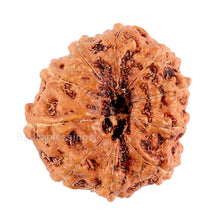 Load image into Gallery viewer, 10 Mukhi Rudraksha from Indonesia - Bead No. 90