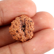 Load image into Gallery viewer, 10 Mukhi Rudraksha from Indonesia - Bead No. 90