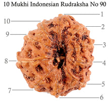 Load image into Gallery viewer, 10 Mukhi Rudraksha from Indonesia - Bead No. 90