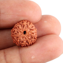 Load image into Gallery viewer, 10 Mukhi Rudraksha from Indonesia - Bead No. 95