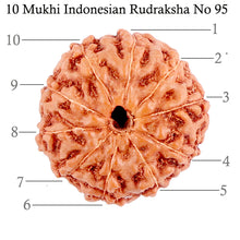 Load image into Gallery viewer, 10 Mukhi Rudraksha from Indonesia - Bead No. 95