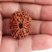 Load image into Gallery viewer, 10 Mukhi Nepalese Rudraksha - Bead No 181