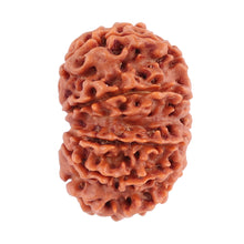 Load image into Gallery viewer, 10 Mukhi Nepalese Rudraksha - Bead No 181