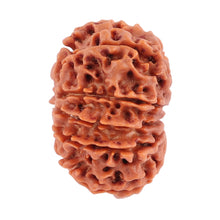 Load image into Gallery viewer, 10 Mukhi Nepalese Rudraksha - Bead No 181