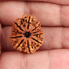 Load image into Gallery viewer, 10 Mukhi Nepalese Rudraksha - Bead No 183