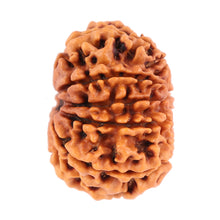 Load image into Gallery viewer, 10 Mukhi Nepalese Rudraksha - Bead No 183