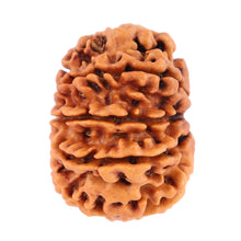 Load image into Gallery viewer, 10 Mukhi Nepalese Rudraksha - Bead No 183