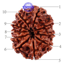Load image into Gallery viewer, 10 Mukhi Nepalese Rudraksha - Bead No. 206