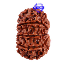 Load image into Gallery viewer, 10 Mukhi Nepalese Rudraksha - Bead No. 206