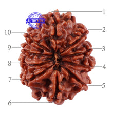 Load image into Gallery viewer, 10 Mukhi Nepalese Rudraksha - Bead No. 207