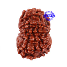 Load image into Gallery viewer, 10 Mukhi Nepalese Rudraksha - Bead No. 207