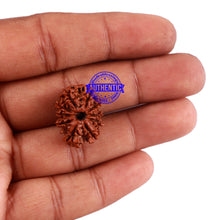 Load image into Gallery viewer, 10 Mukhi Nepalese Rudraksha - Bead No. 209