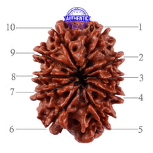 Load image into Gallery viewer, 10 Mukhi Nepalese Rudraksha - Bead No. 209