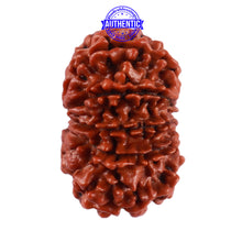 Load image into Gallery viewer, 10 Mukhi Nepalese Rudraksha - Bead No. 209