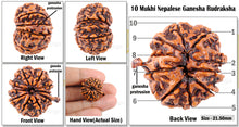 Load image into Gallery viewer, 10 Mukhi Nepalese Ganesha Rudraksha - Bead No. 62