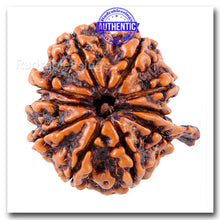 Load image into Gallery viewer, 10 Mukhi Nepalese Ganesha Rudraksha - Bead No. 62