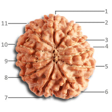 Load image into Gallery viewer, 11 Mukhi Nepalese Rudraksha - Bead No. 326