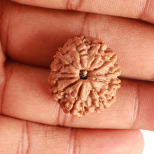 Load image into Gallery viewer, 11 Mukhi Nepalese Rudraksha - Bead No. 326