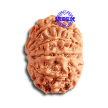 Load image into Gallery viewer, 10 Mukhi Nepalese Rudraksha - Bead No 342