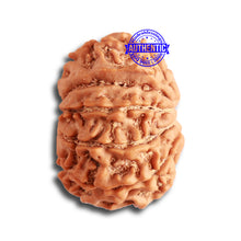 Load image into Gallery viewer, 10 Mukhi Nepalese Rudraksha - Bead No 342