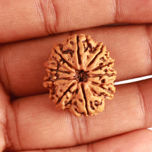 Load image into Gallery viewer, 10 Mukhi Nepalese Rudraksha - Bead No 344