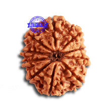 Load image into Gallery viewer, 10 Mukhi Nepalese Rudraksha - Bead No. 346