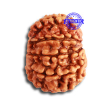 Load image into Gallery viewer, 10 Mukhi Nepalese Rudraksha - Bead No. 347