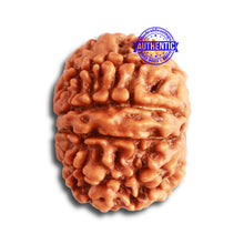 Load image into Gallery viewer, 10 Mukhi Nepalese Rudraksha - Bead No 349