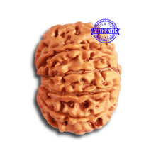 Load image into Gallery viewer, 10 Mukhi Nepalese Rudraksha - Bead No. 350