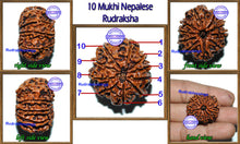 Load image into Gallery viewer, 10 Mukhi Nepalese Rudraksha - Bead No. 23